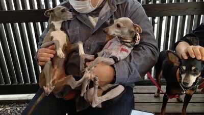 イタグレBBQライクレ家 (1)