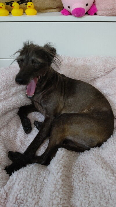 イタプーりん (1)