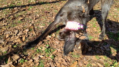 ロゴスランドドッグラン (11)