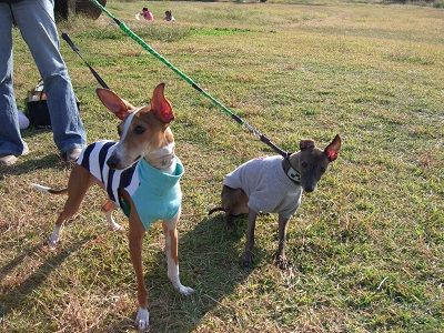 イタグレ_ジェイ10歳3