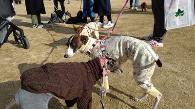 わんにゃんマルシェ住之江公園 (9)