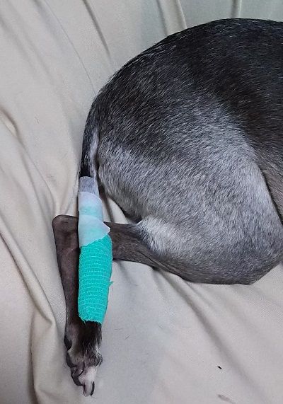 アル 骨折してるやん こまりーーーーーんこ