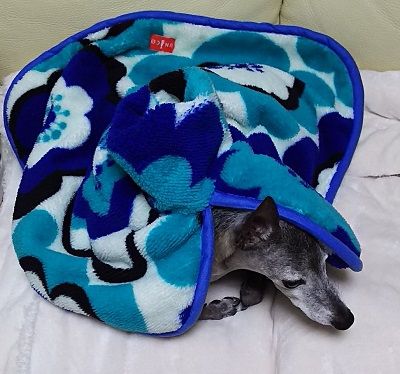 ポンチョ