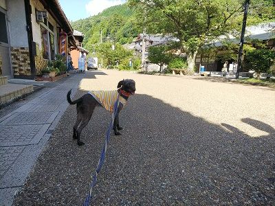 醒ヶ井梅花藻2