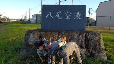 八尾空港イタグレ犬 (3)