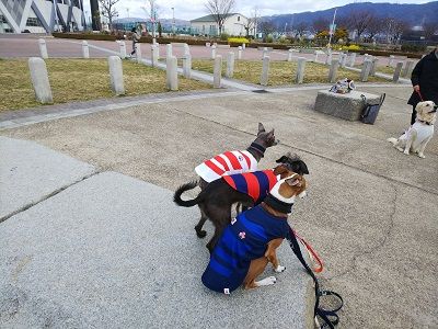 ラグビー日本代表公式ジャージ犬用4