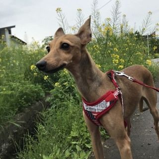 イタグレ1歳里親募集