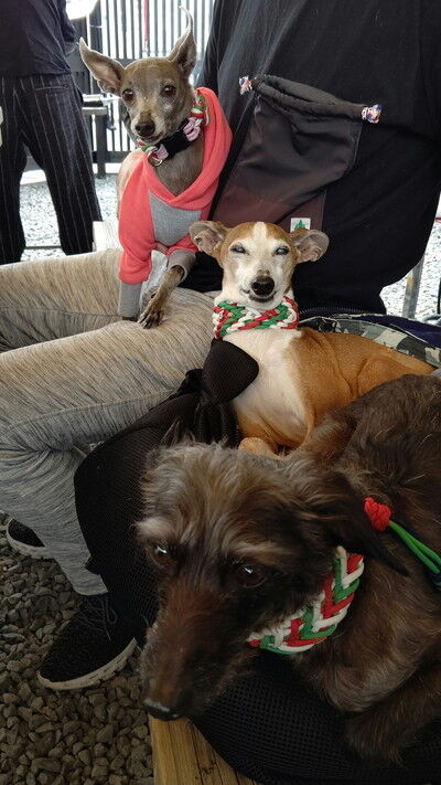 イタグレBBQこまり家 (2)