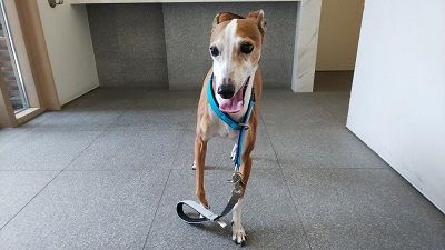 イタリアングレーハウンド_JAY