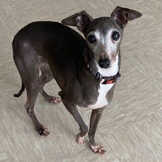 イタグレ女の子里親募集