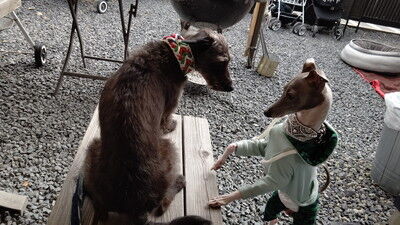 イタグレBBQ AJ家 (2)