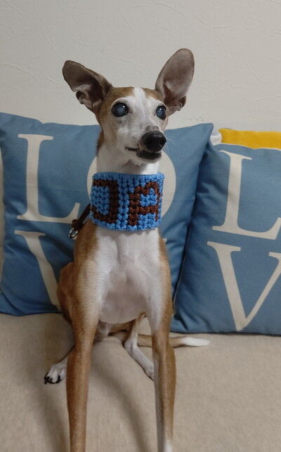 パラコード首輪名前入り (8)