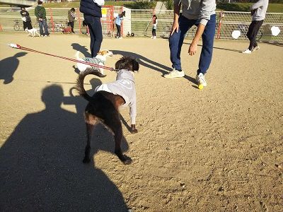 花園ドッグラン8