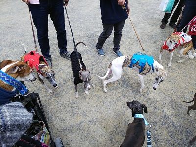 パートナードッグカーニバル20