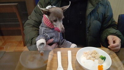 ドッグカフェアムールワン (4)