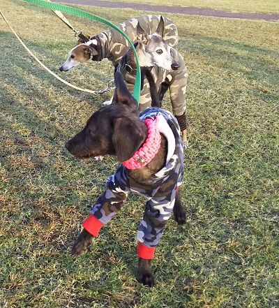 花園ドッグラン３