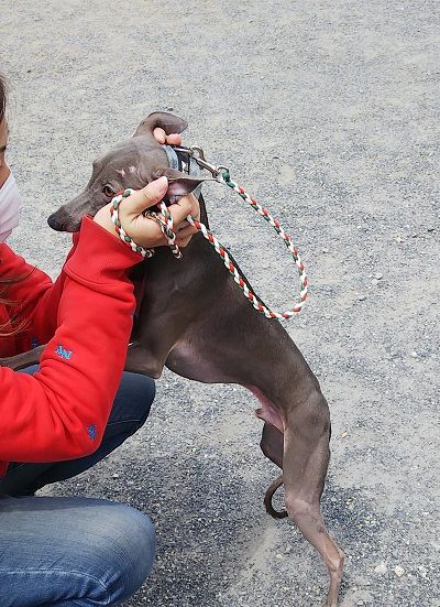 パートナードッグカーニバル7