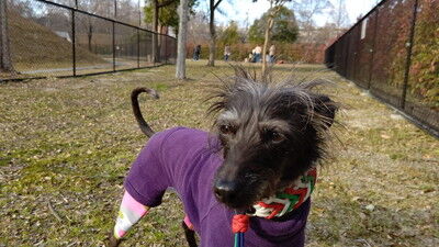 打上川治水緑地ドッグラン (11)