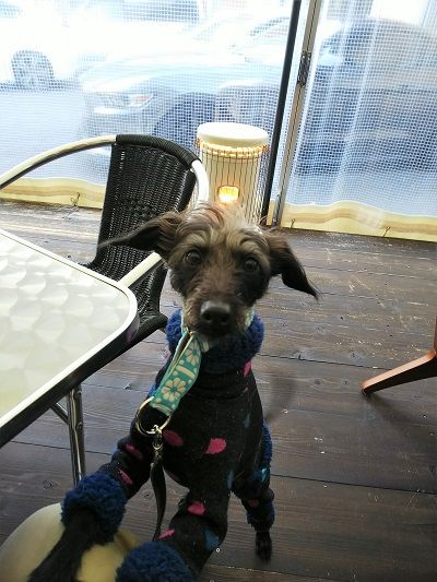 ジャンブルアップカフェ13