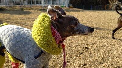 dogcafe_jolijoli (19)