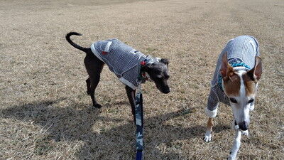 海ふれイタグレジェイこまりりん (7)