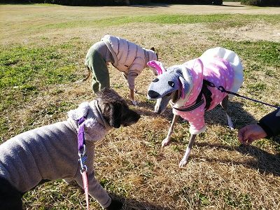 海ふれドッグラン8