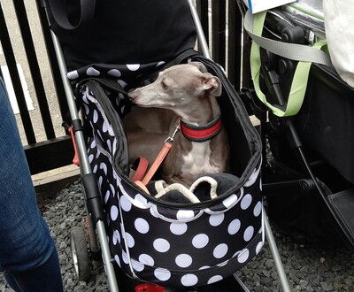 イタグレBBQアビー家 (1)