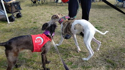 KLCC_japanesegreyhoundderby2021 (13)