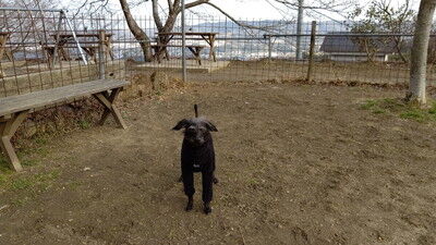 森のラッキーガーデン犬 (11)