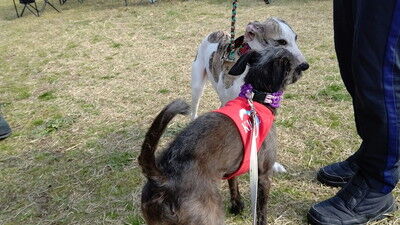 KLCC_japanesegreyhoundderby2021 (3)