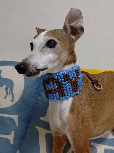 パラコード首輪名前入り (1)