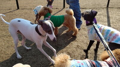 せせらぎの里こうらイタグレ (8)