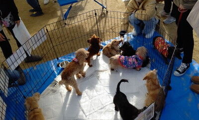 わんにゃんマルシェ住之江公園 (12)