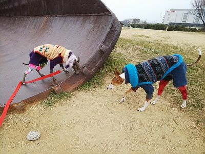 海ふれイタグレ2