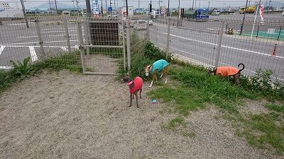 イタグレ