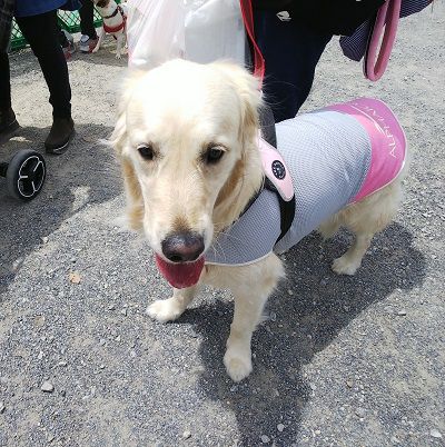 パートナードッグカーニバル31