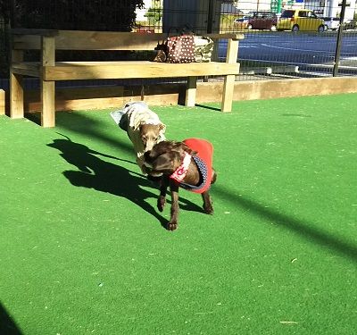 カインズホーム_ドッグラン2