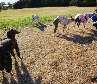 海ふれドッグラン5