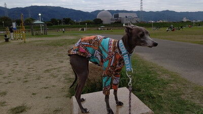 花園ドッグランイタグレ (2)