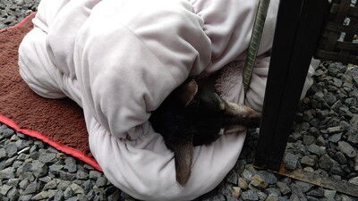 イタグレBBQマピール家 (1)