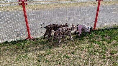 花園中央公園イタグレ (3)