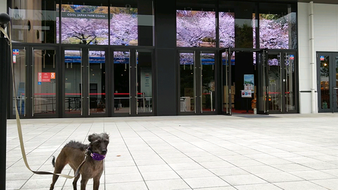 大阪城_クールジャパンパーク大阪 (1)