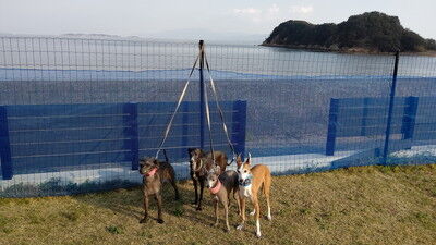 海の見えるラン_WistariaFieldDogRun (4)