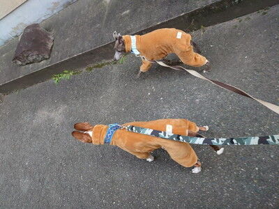 イタリアングレーハウンド