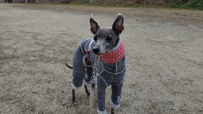 海ふれイタグレジェイこまりりん (1)