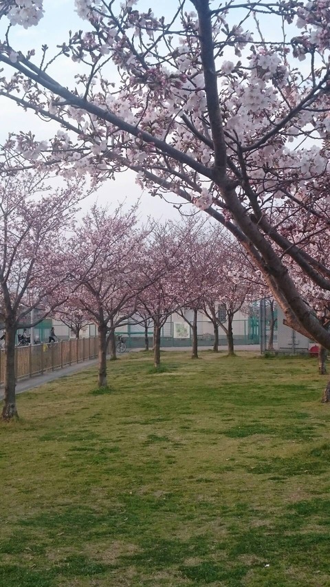 花園中央公園桜1