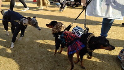 わんにゃんマルシェ住之江公園 (17)