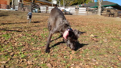 ロゴスランドドッグラン (14)