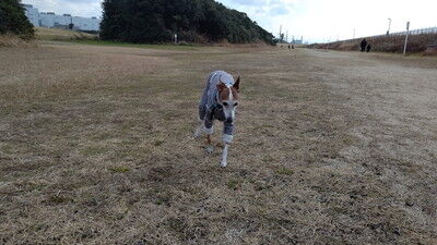 海ふれイタグレジェイこまりりん (4)