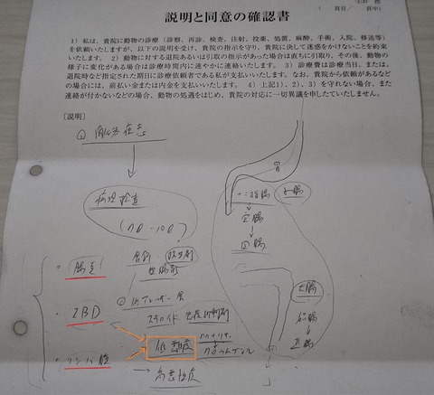 イタグレこまり内視鏡結果 (3)